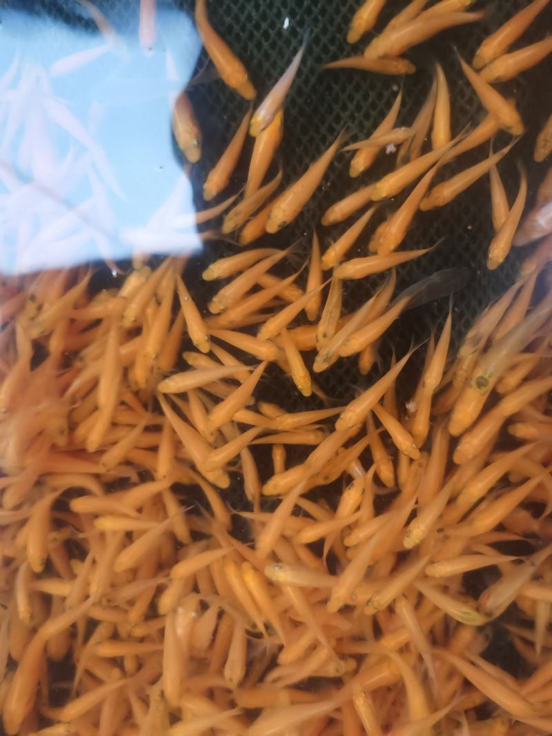 兴国红鲤鱼鱼苗红鲤鱼苗，厂家直销，一手货源