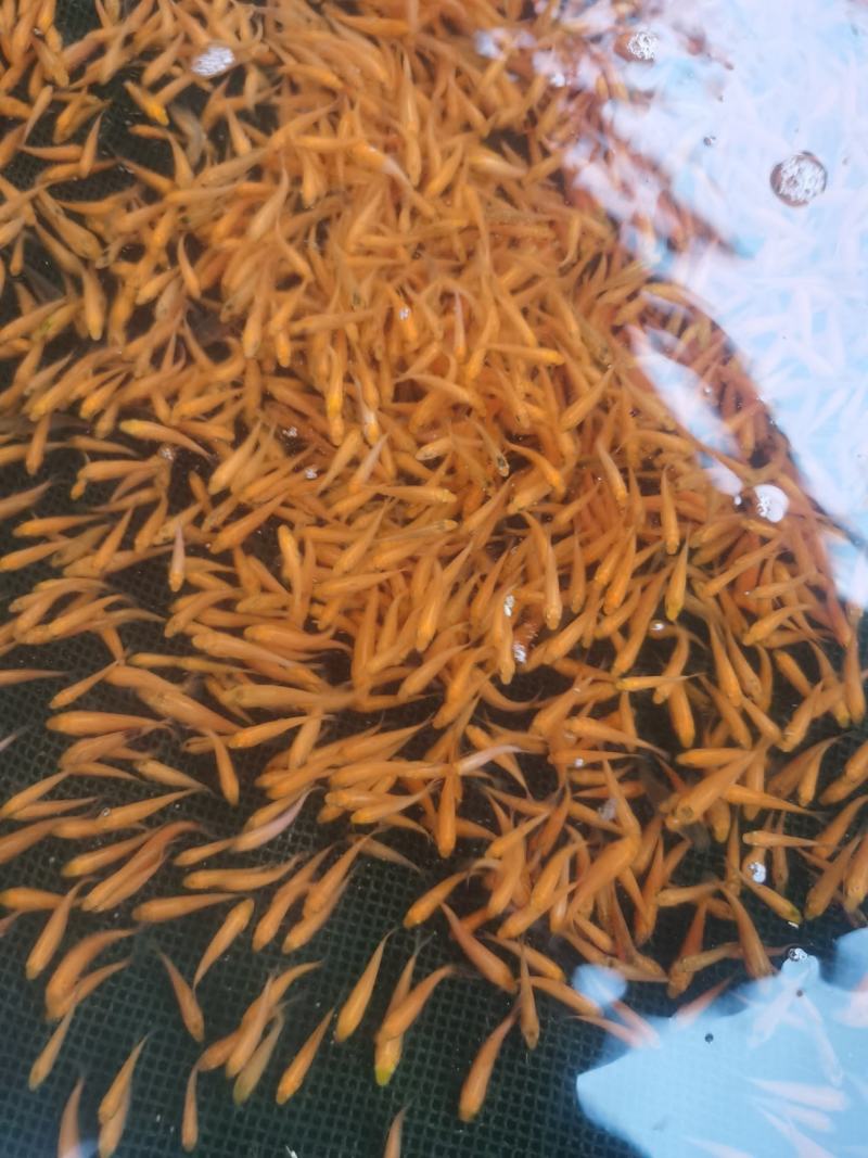 兴国红鲤鱼鱼苗红鲤鱼苗，厂家直销，一手货源
