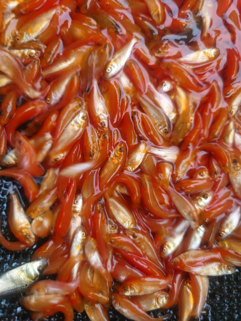 兴国红鲤鱼鱼苗红鲤鱼苗，厂家直销，一手货源