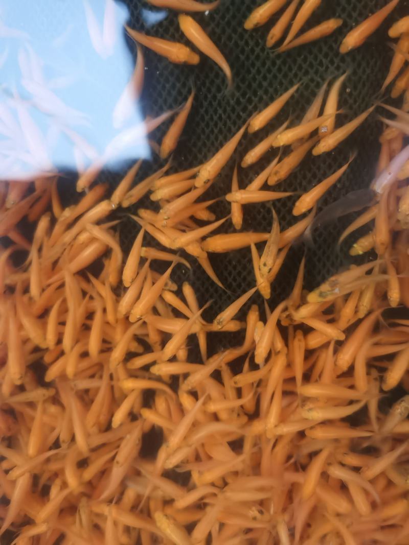 兴国红鲤鱼鱼苗红鲤鱼苗，厂家直销，一手货源