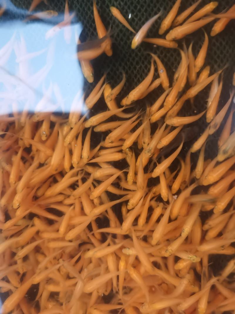 兴国红鲤鱼鱼苗红鲤鱼苗，厂家直销，一手货源