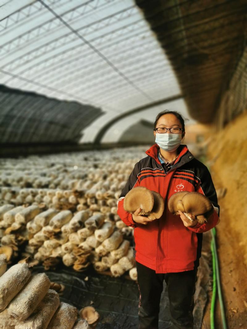 精品鲜平菇基地直发品质保证量大从优全国发货