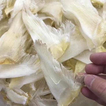 鱼翅小青片4～6寸头