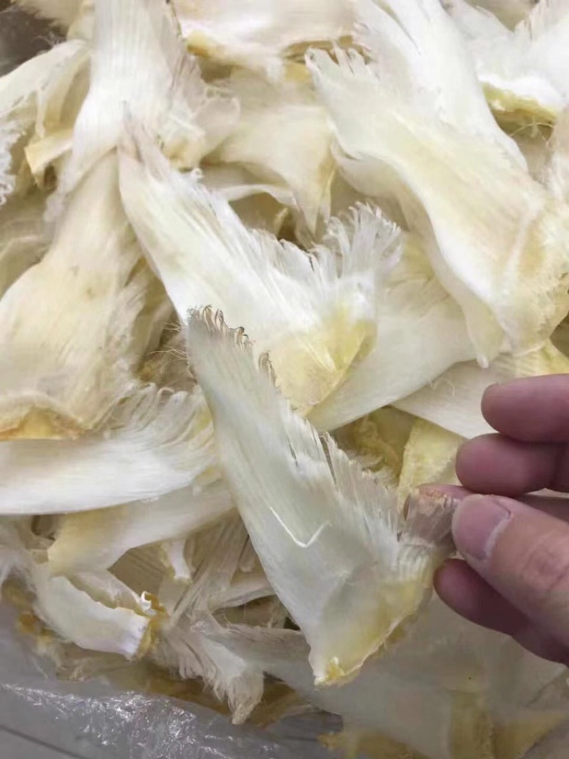 鱼翅小青片4～6寸头