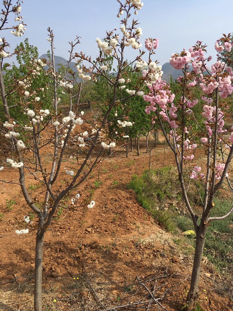 新品培育苹果树苗苹果树矮化苹果树苗