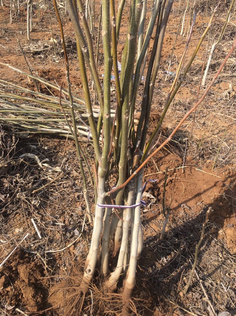 嫁接核桃树苗梨树苗桃树苗苹果树苗