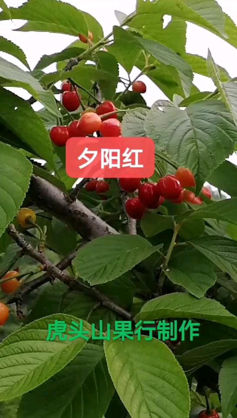 河南南阳玛瑙红樱桃产地直销视频看货