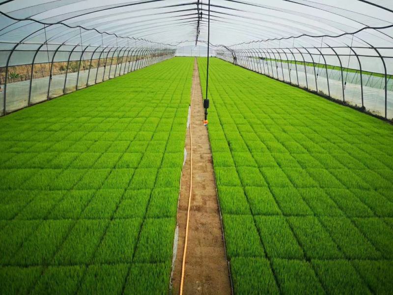 水稻育秧基质机插秧水稻育秧专用基质50升