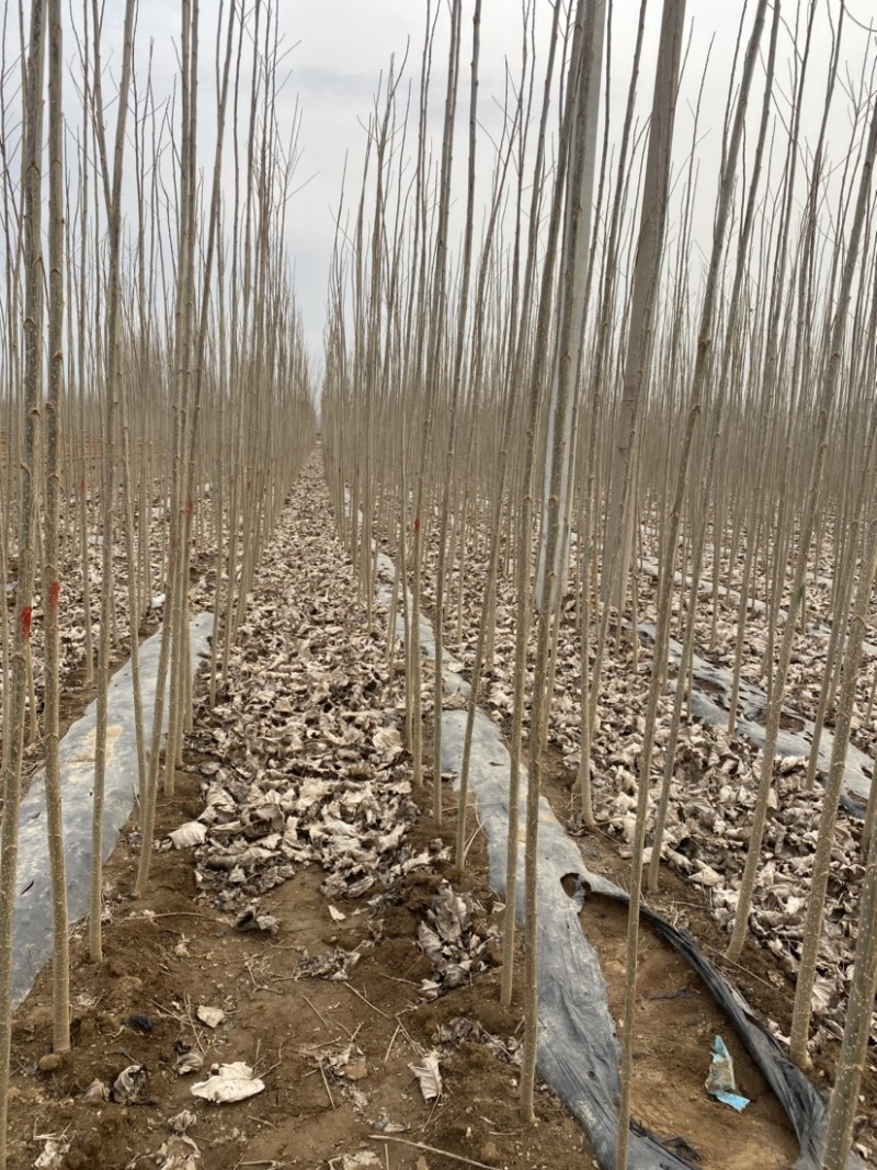 批发107杨树各种绿化树