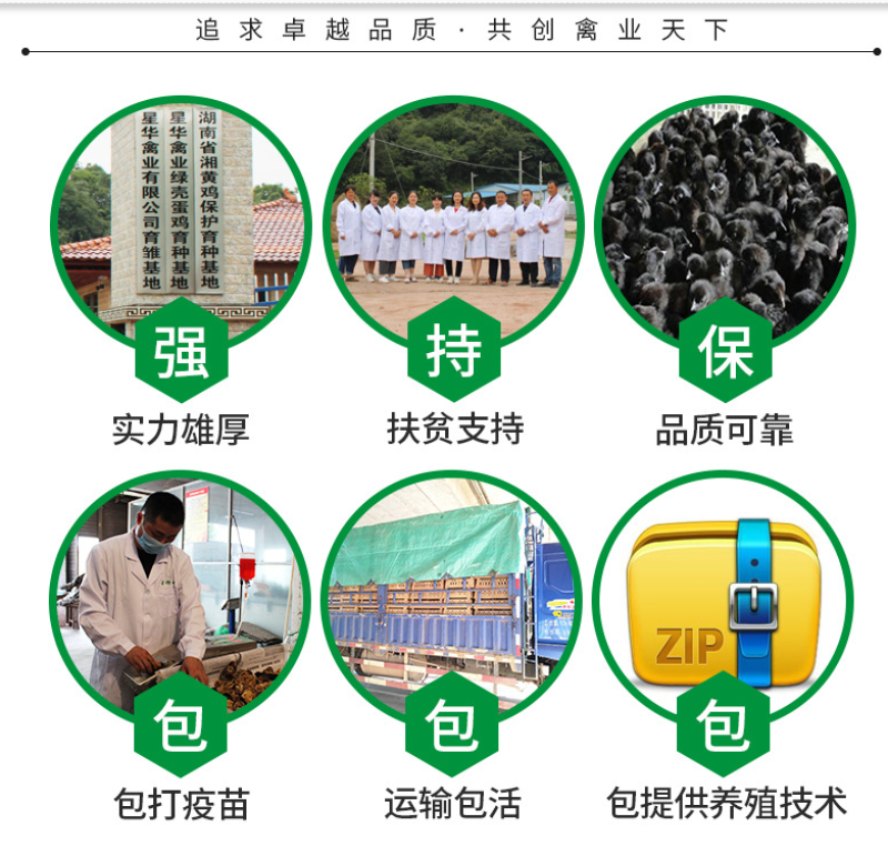 贵妃鸡苗厂家直销鸡苗批发龙头企业