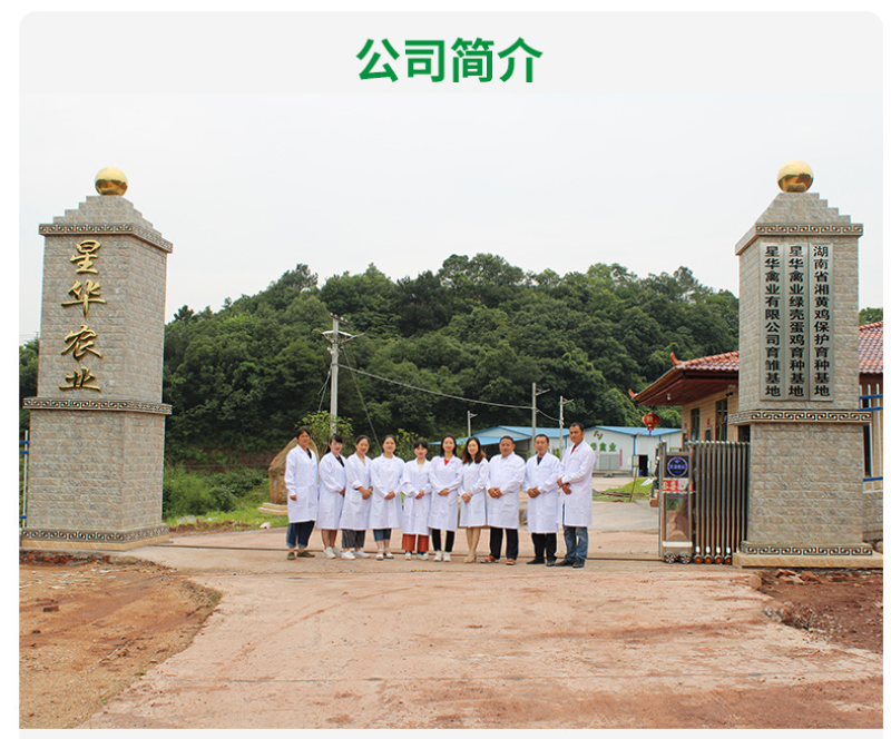 贵妃鸡苗厂家直销鸡苗批发龙头企业