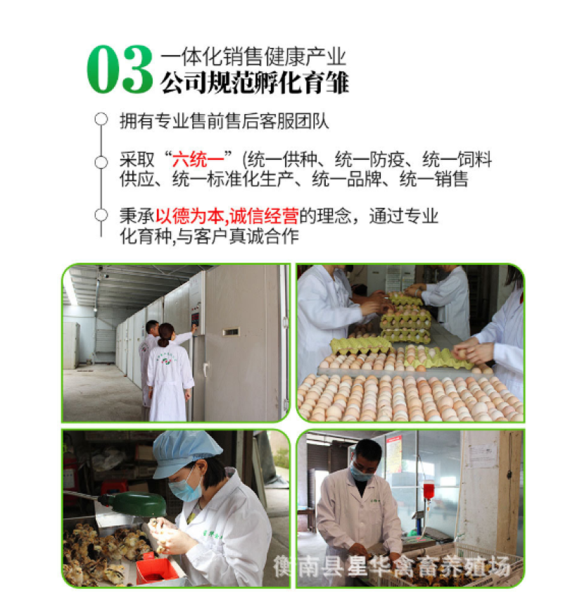 脱温鸡青脚土鸡脱温苗脱温苗500克以下厂家直销