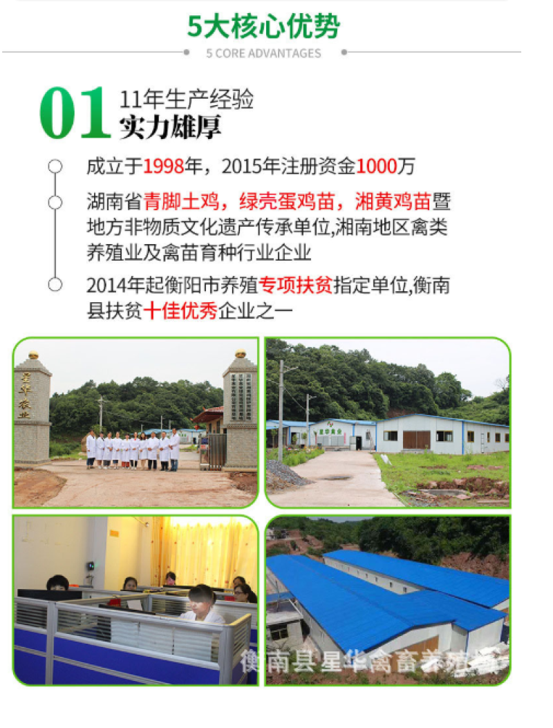 脱温鸡青脚土鸡脱温苗脱温苗500克以下厂家直销