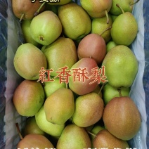 山西红香酥梨脆甜可口糖度高质量保证不黑心冷库梨口感纯
