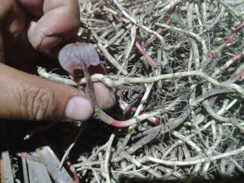 2021年野生鱼腥草根真空包装发货折耳根鱼腥草