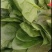 大叶菠菜河北菠菜大量供应全国发货品质保障量大从优