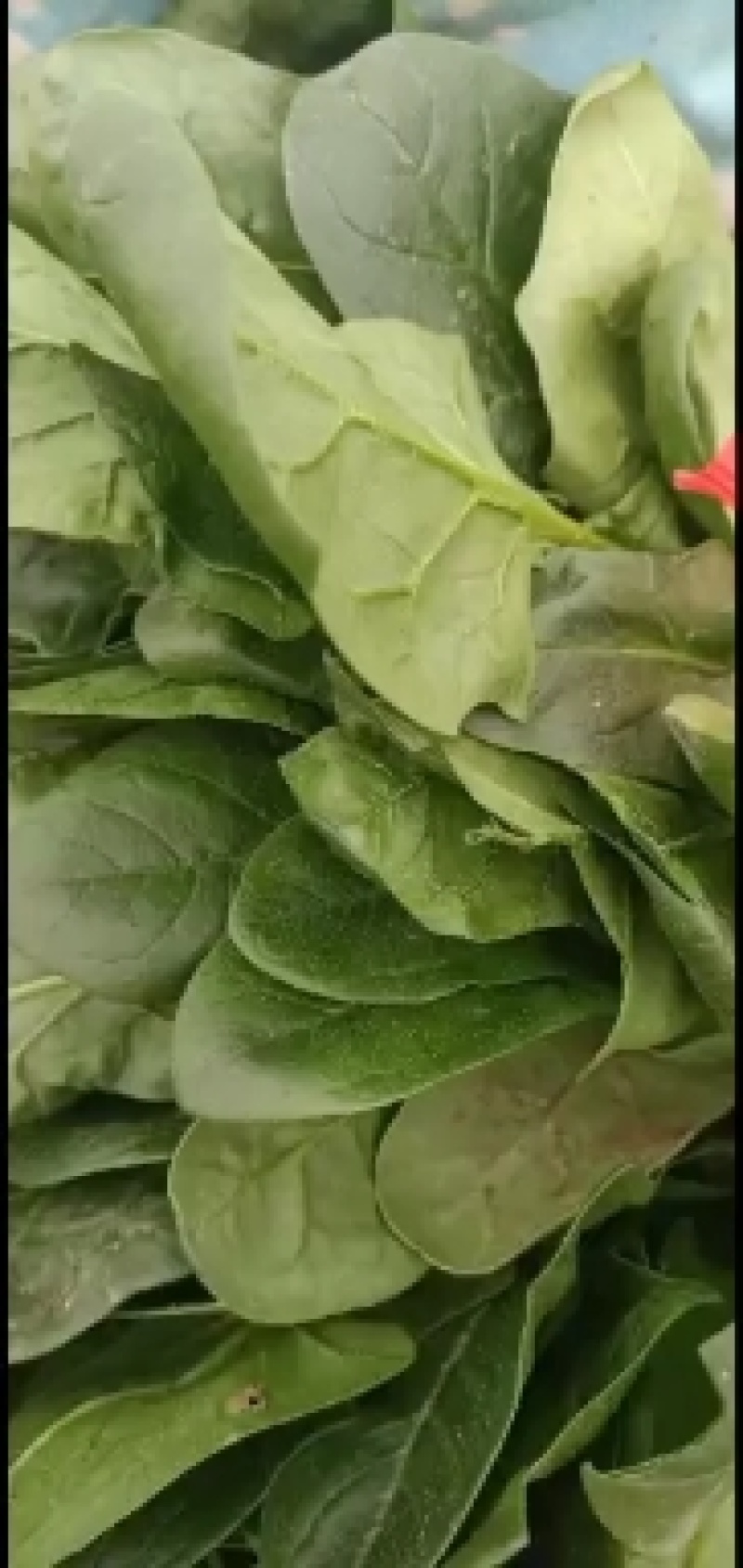 大叶菠菜河北菠菜大量供应全国发货品质保障量大从优
