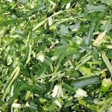青储玉米秸秆饲料，益生菌发酵酒香味浓郁