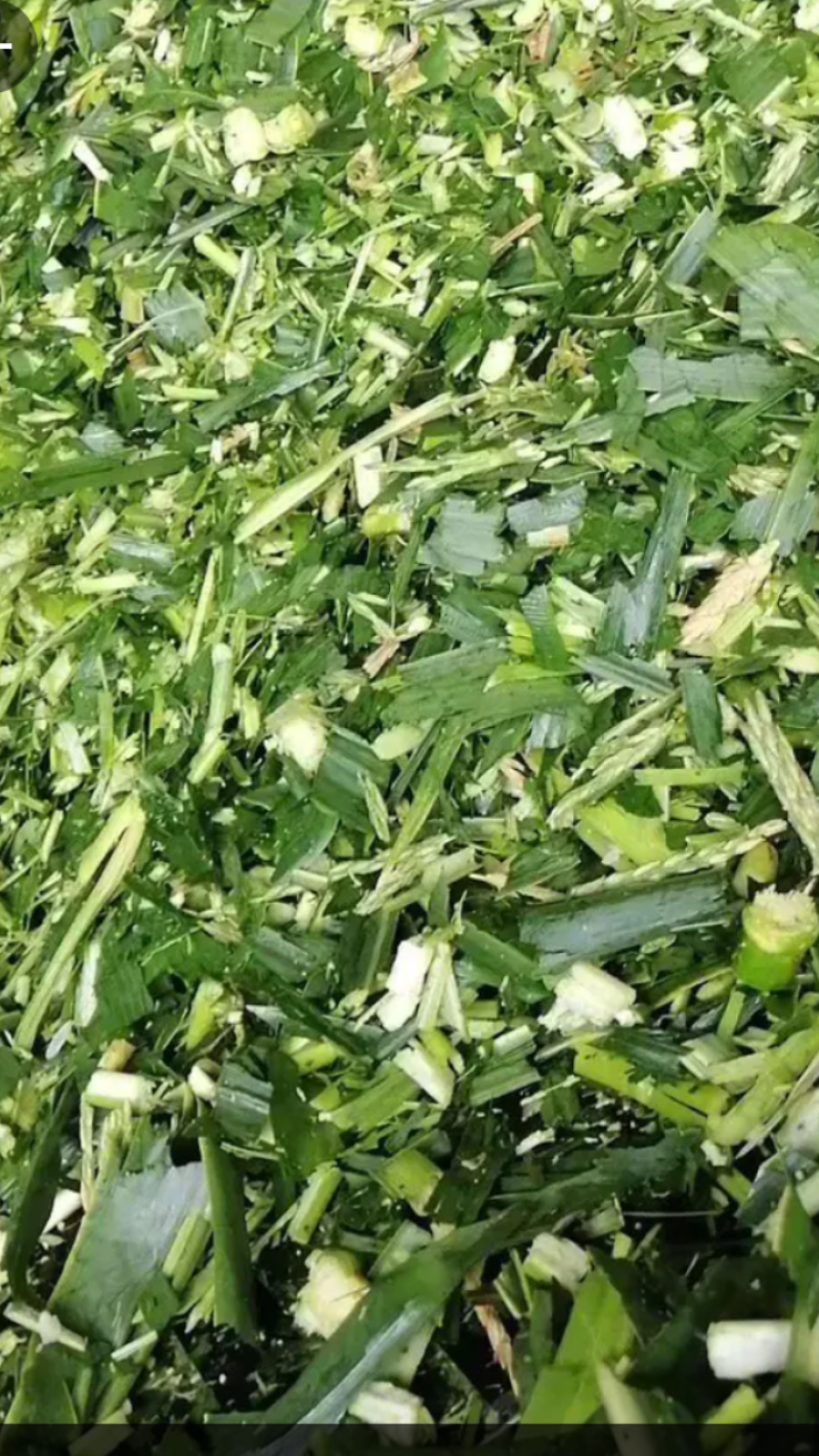 青储玉米秸秆饲料，益生菌发酵酒香味浓郁