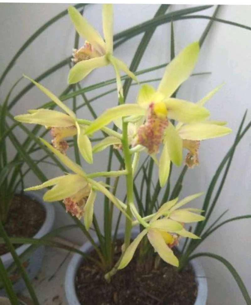 兰花春兰和惠兰裸根带花苞不带土，从大山获得