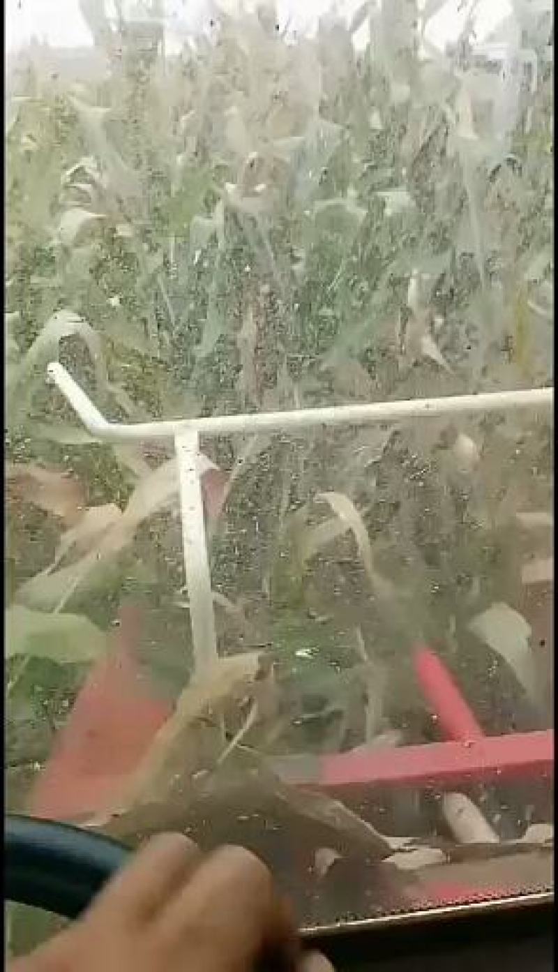 青储玉米秸秆饲料，益生菌发酵酒香味浓郁