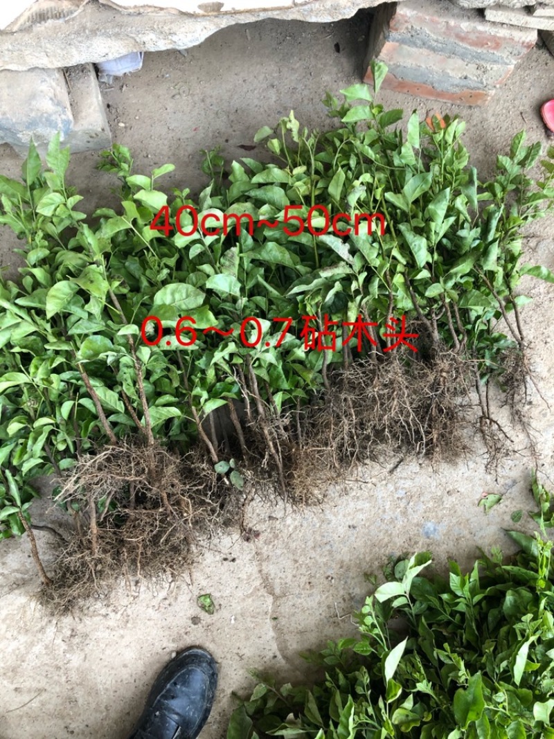黄皮种苗小苗直生苗播种苗黄皮播种黑黄皮苗