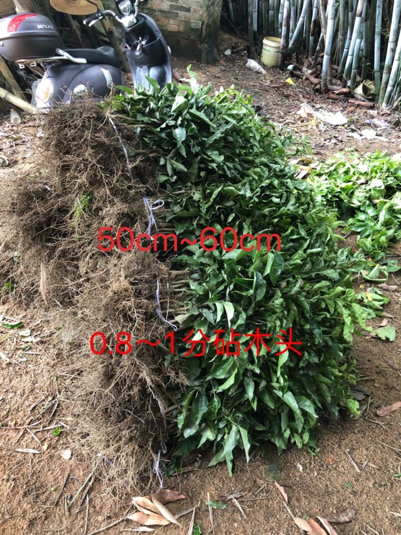 黄皮种苗小苗直生苗播种苗黄皮播种黑黄皮苗