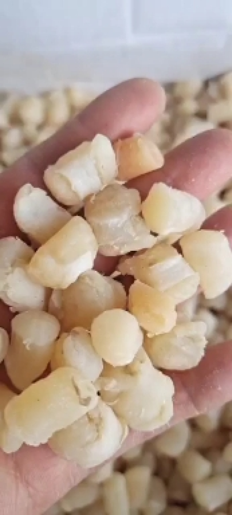 扇贝丁瑶柱各种规格都有质量好无沙一手货源产地直供
