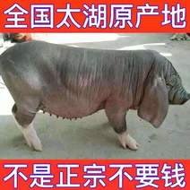 原种一代太湖母猪二十之三十斤