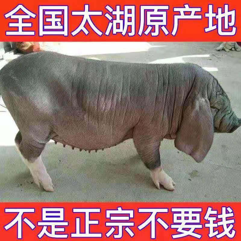 原种一代太湖母猪二十之三十斤