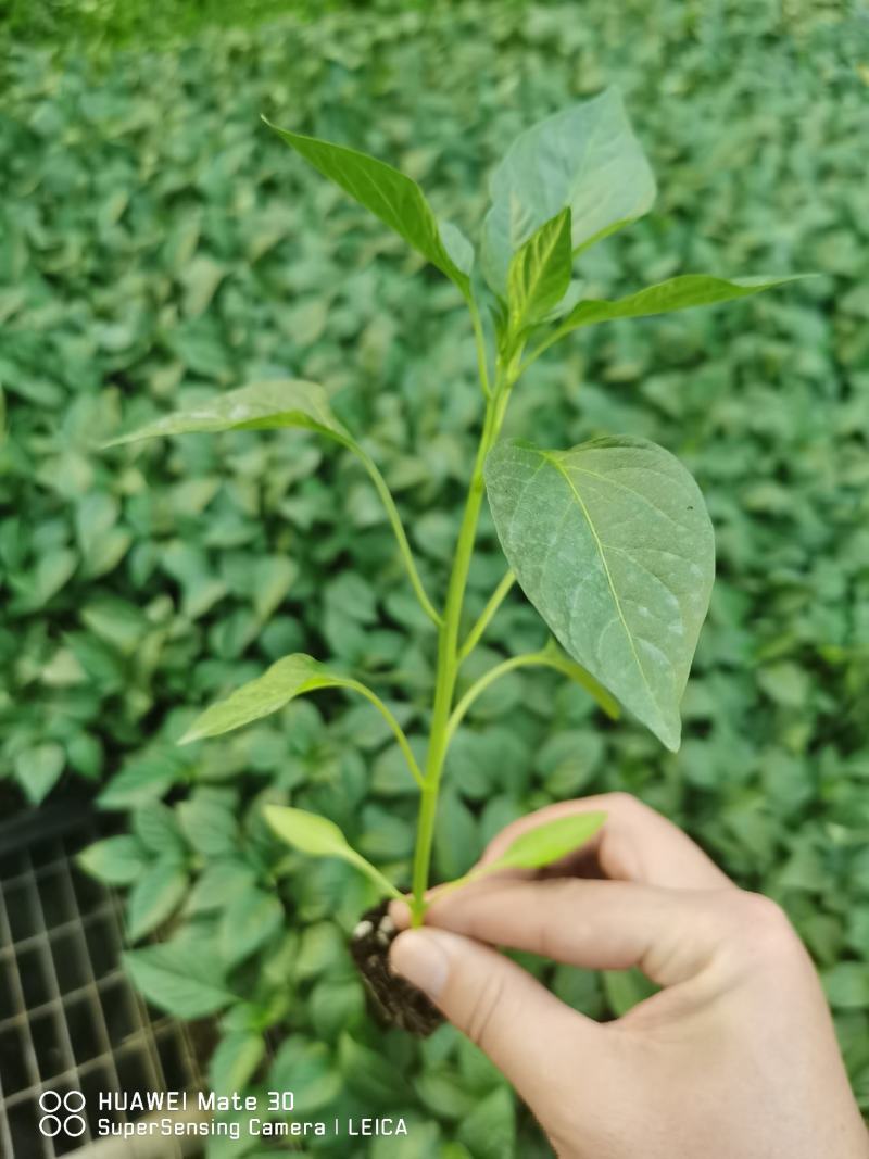 朝天椒苗簇生苗单生苗耐运输抗病强基地直发