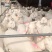 美国大白山羊头胎母羊二胎羊种公羊白羊怀孕母羊