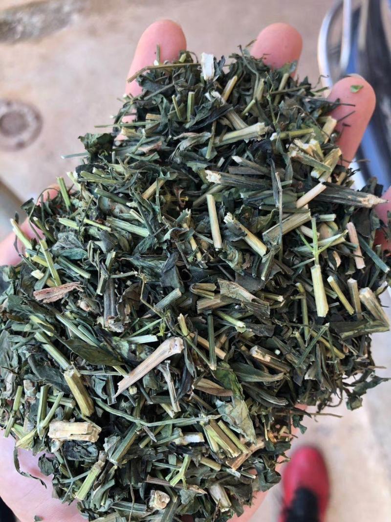 穿心莲一见喜榄核莲苦胆草金香草苦草够含量