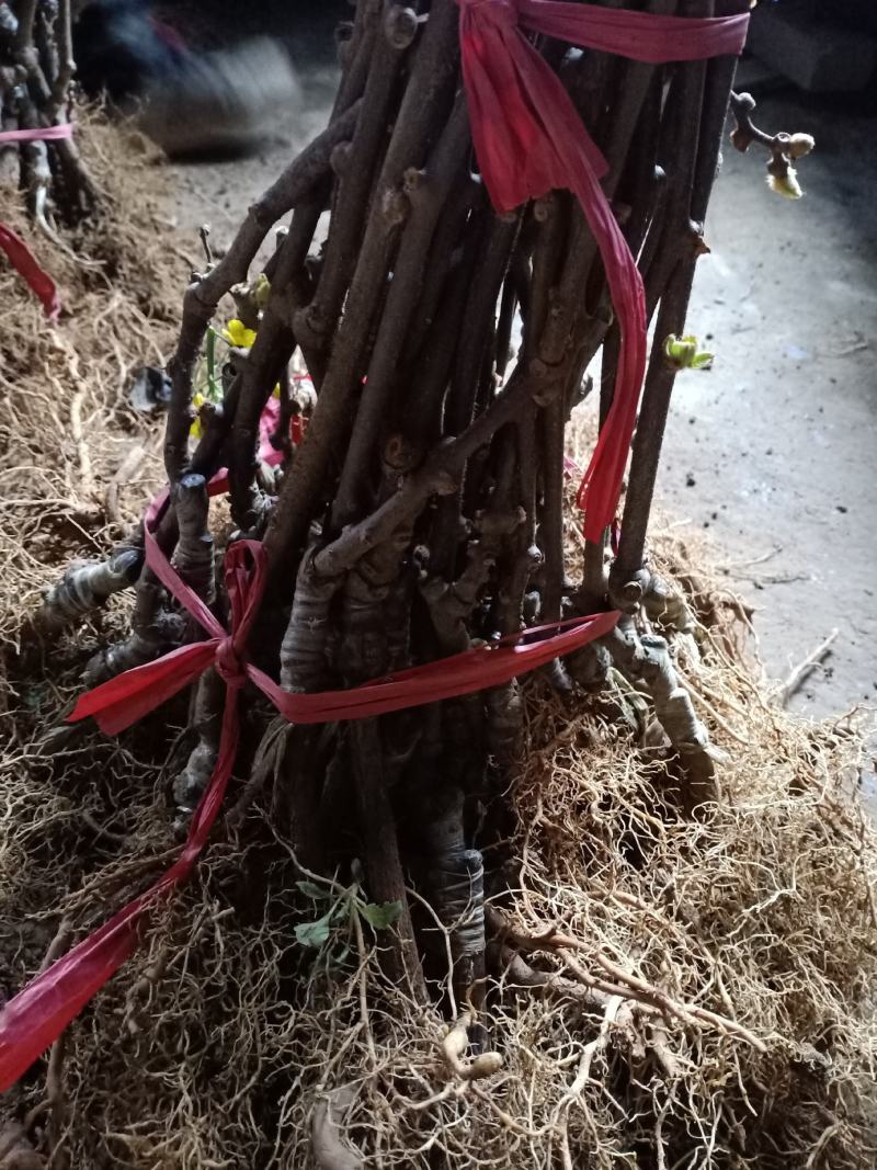 贵长猕猴桃苗水杨桃实生苗嫁接量大从优假一赔百