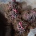 贵长猕猴桃苗水杨桃实生苗嫁接量大从优假一赔百