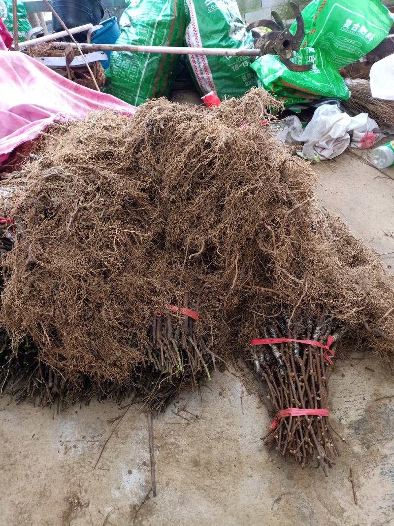贵长猕猴桃苗水杨桃实生苗嫁接量大从优假一赔百