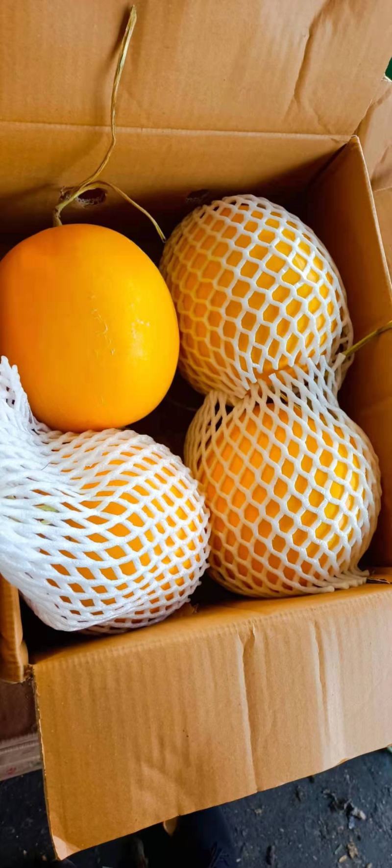 供应缅甸久红瑞黄河蜜口感甜皮毛漂亮品质保证