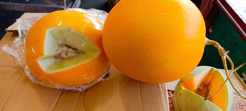 供应缅甸久红瑞黄河蜜口感甜皮毛漂亮品质保证