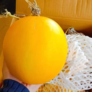 供应缅甸久红瑞黄河蜜口感甜皮毛漂亮品质保证