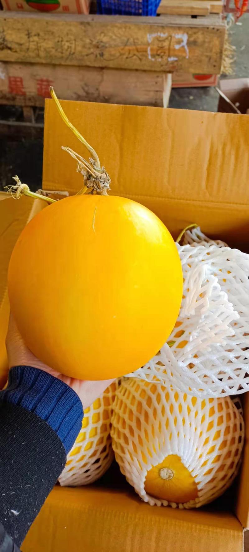 供应缅甸久红瑞黄河蜜口感甜皮毛漂亮品质保证