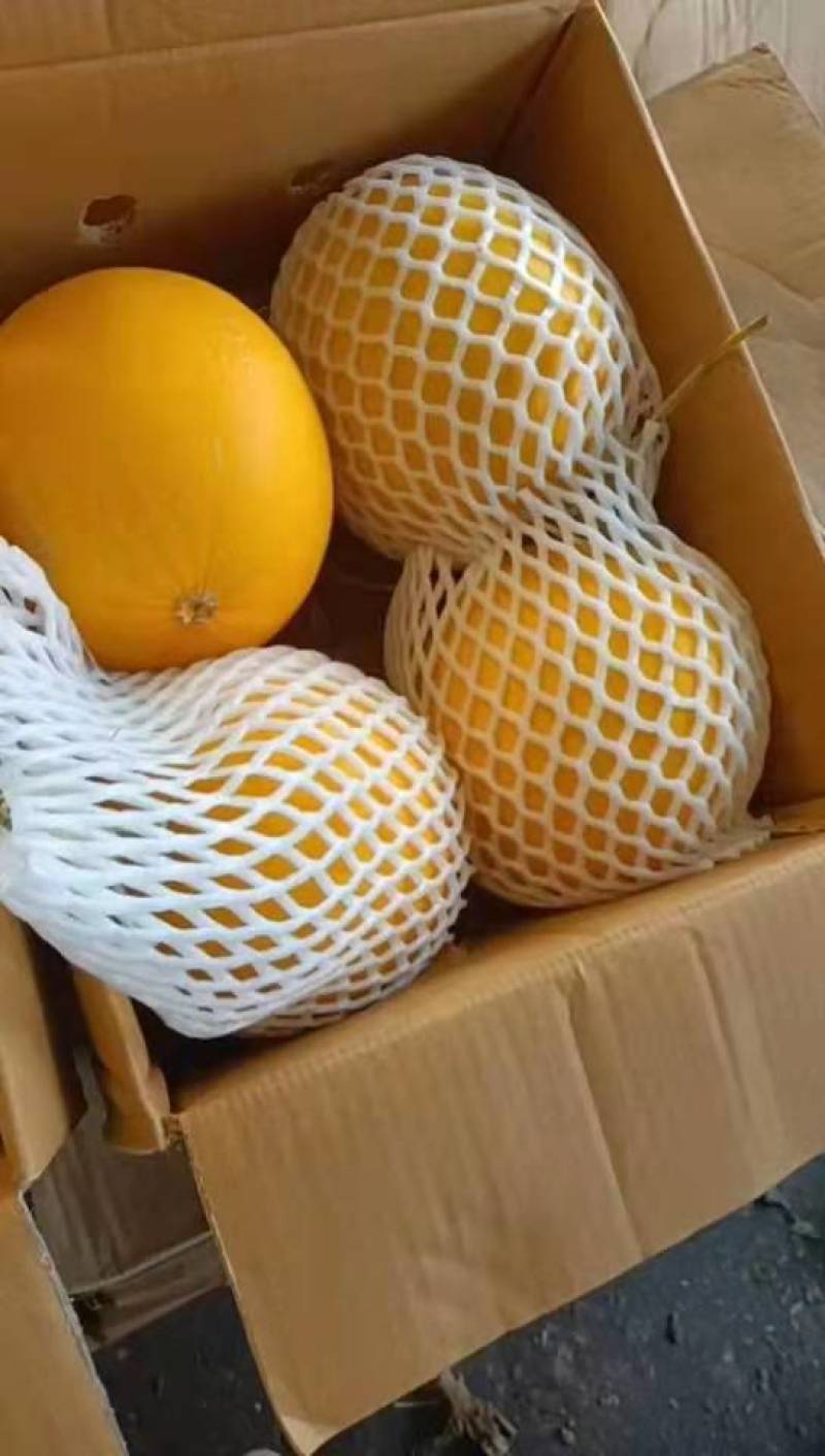 供应缅甸久红瑞黄河蜜口感甜皮毛漂亮品质保证