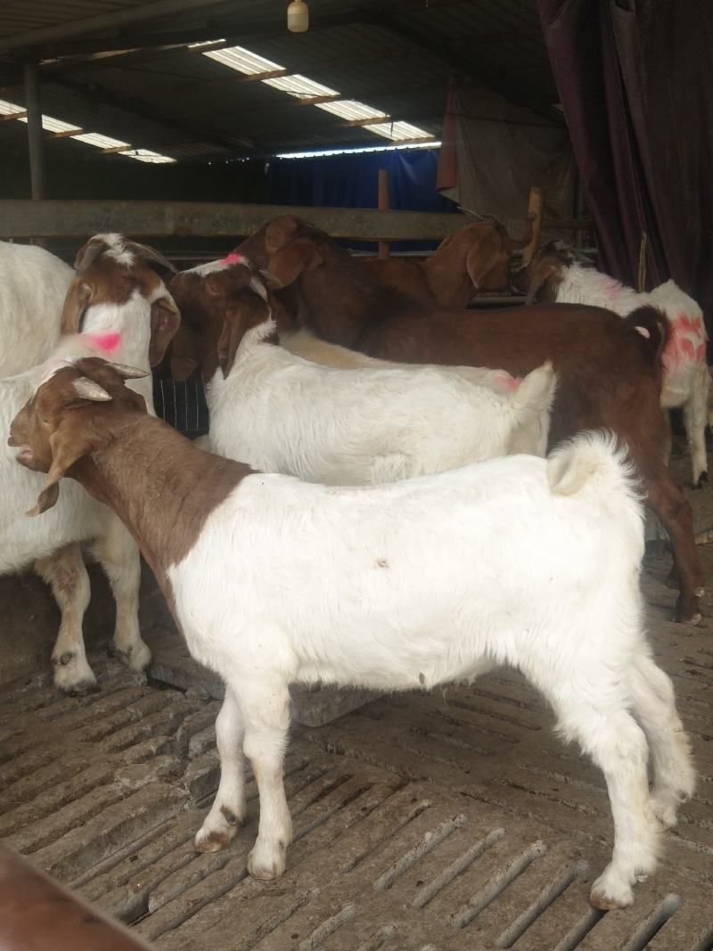波尔山羊育肥羊波尔山羊羊羔波尔山羊养殖