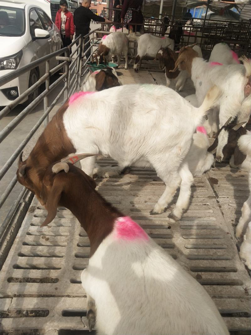 波尔山羊育肥羊波尔山羊羊羔波尔山羊养殖