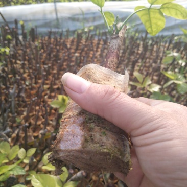 广西正宗药用鸡血藤种苗