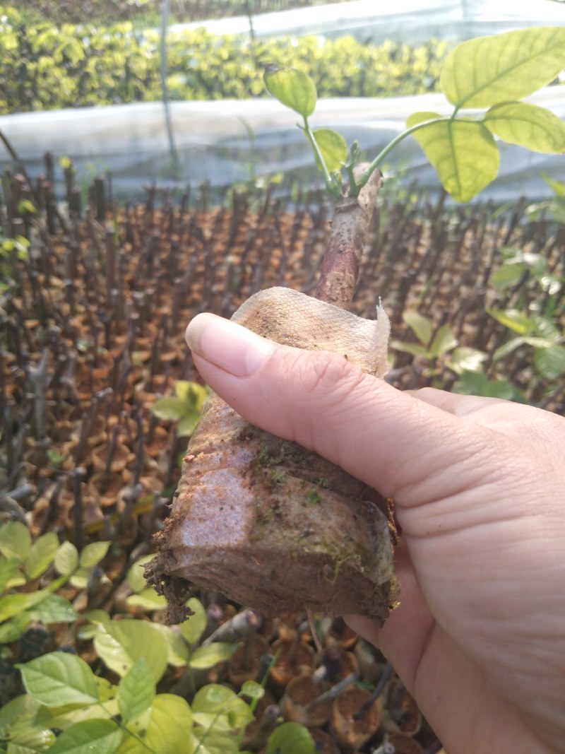 广西正宗药用鸡血藤种苗