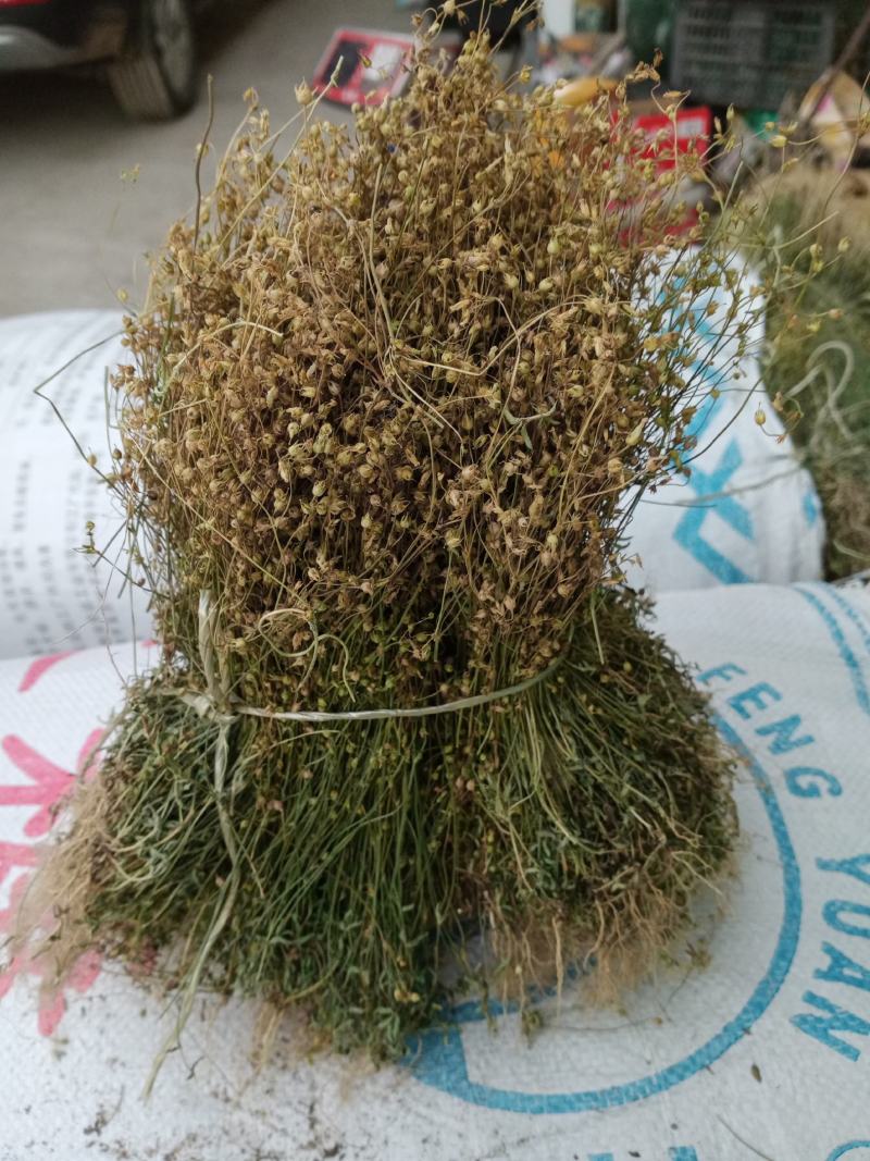 四叶莲产地直销，一手货源