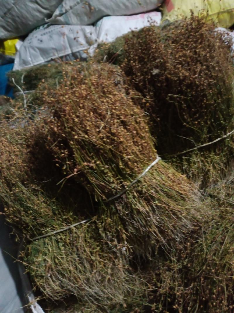 四叶莲产地直销，一手货源