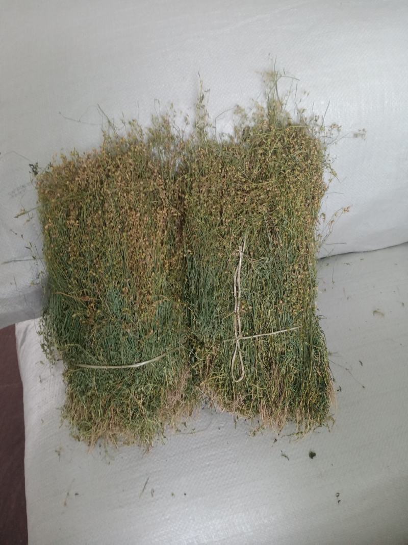 四叶莲产地直销，一手货源