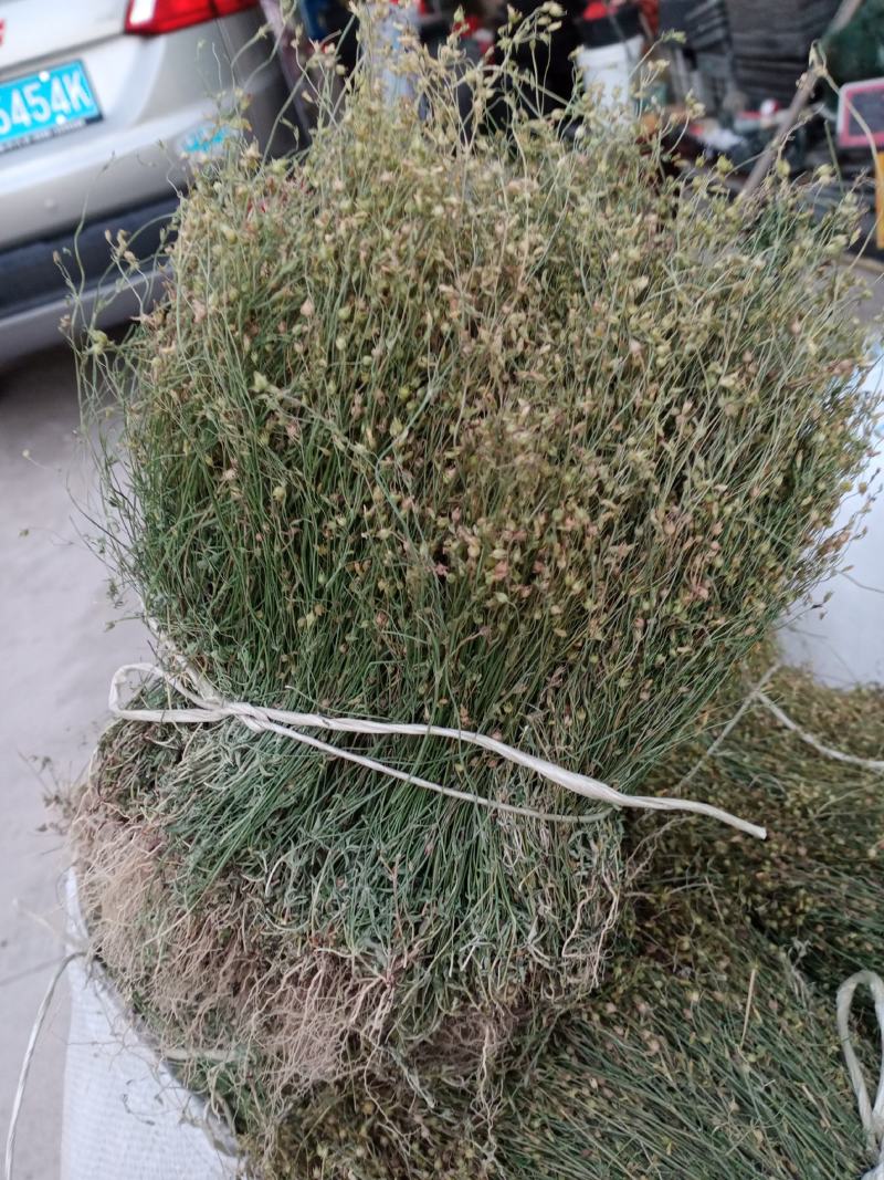 四叶莲产地直销，一手货源