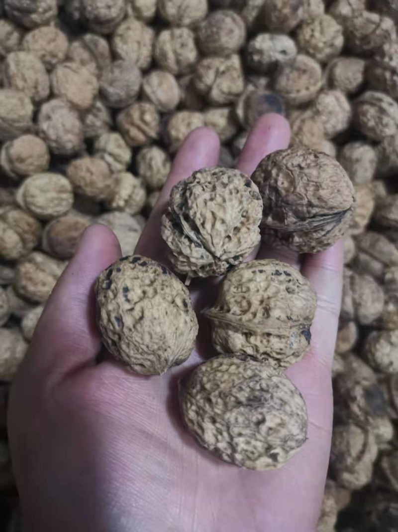 云南核桃精选核桃一件50斤起批量大联系客服